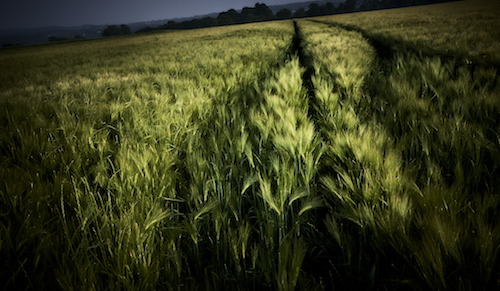 Yasuhiro Ogawa - Japonisme